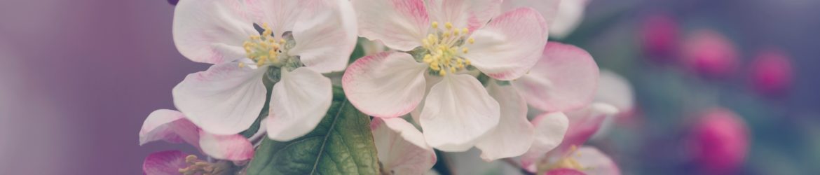 closeup photography of white and pink petaled flower