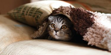 brown Scottish fold in brown thick-pile blanket